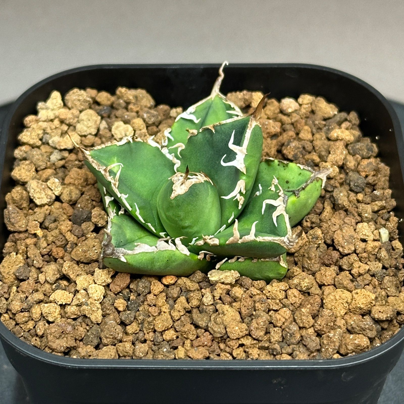 Agave titanota oteroi 'South Africa Diamond' SAD アガベ チタノタ