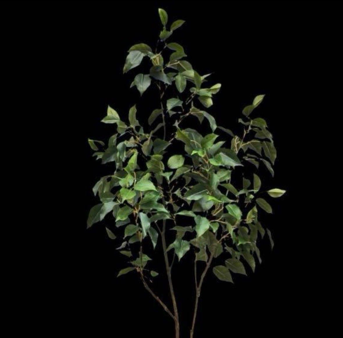 光触媒 人工観葉植物 ウォールグリーン フェイクグリーン ベンジャミン