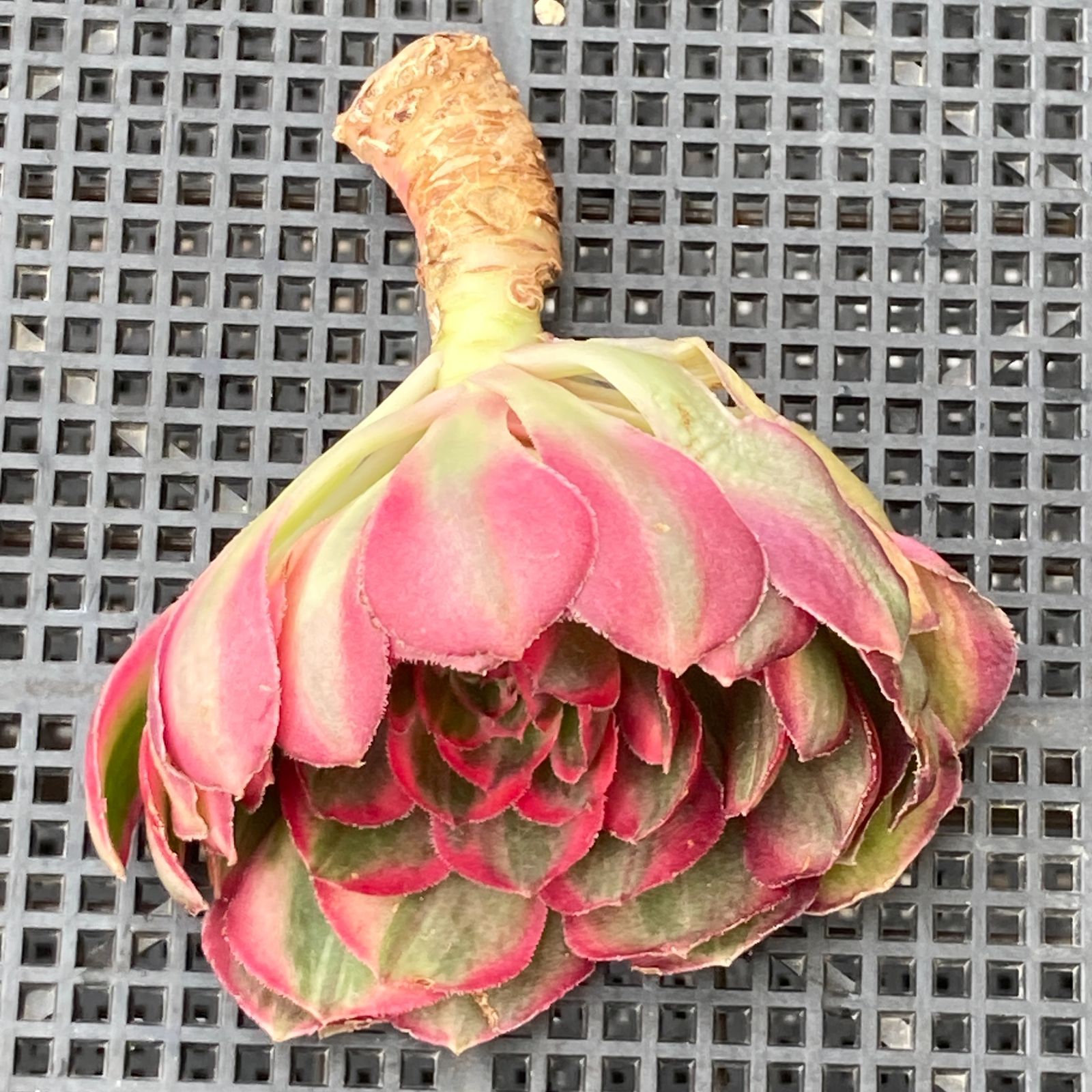 新入荷｜送料込】アエオニウム 韓国苗 オクス（Aeonium Oksu） 多肉