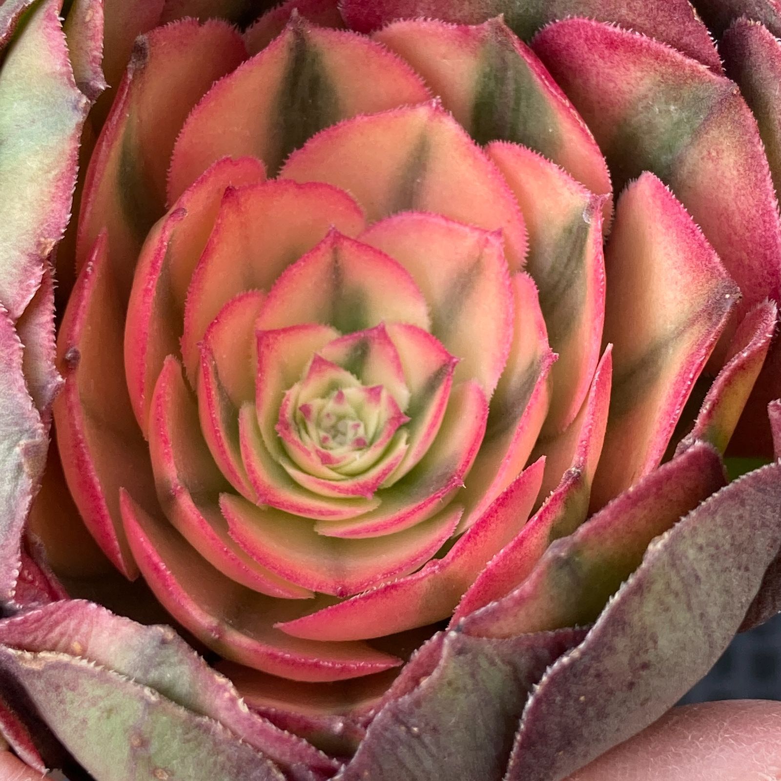 新入荷｜送料込】アエオニウム 韓国苗 プリンセス（Aeonium Princess
