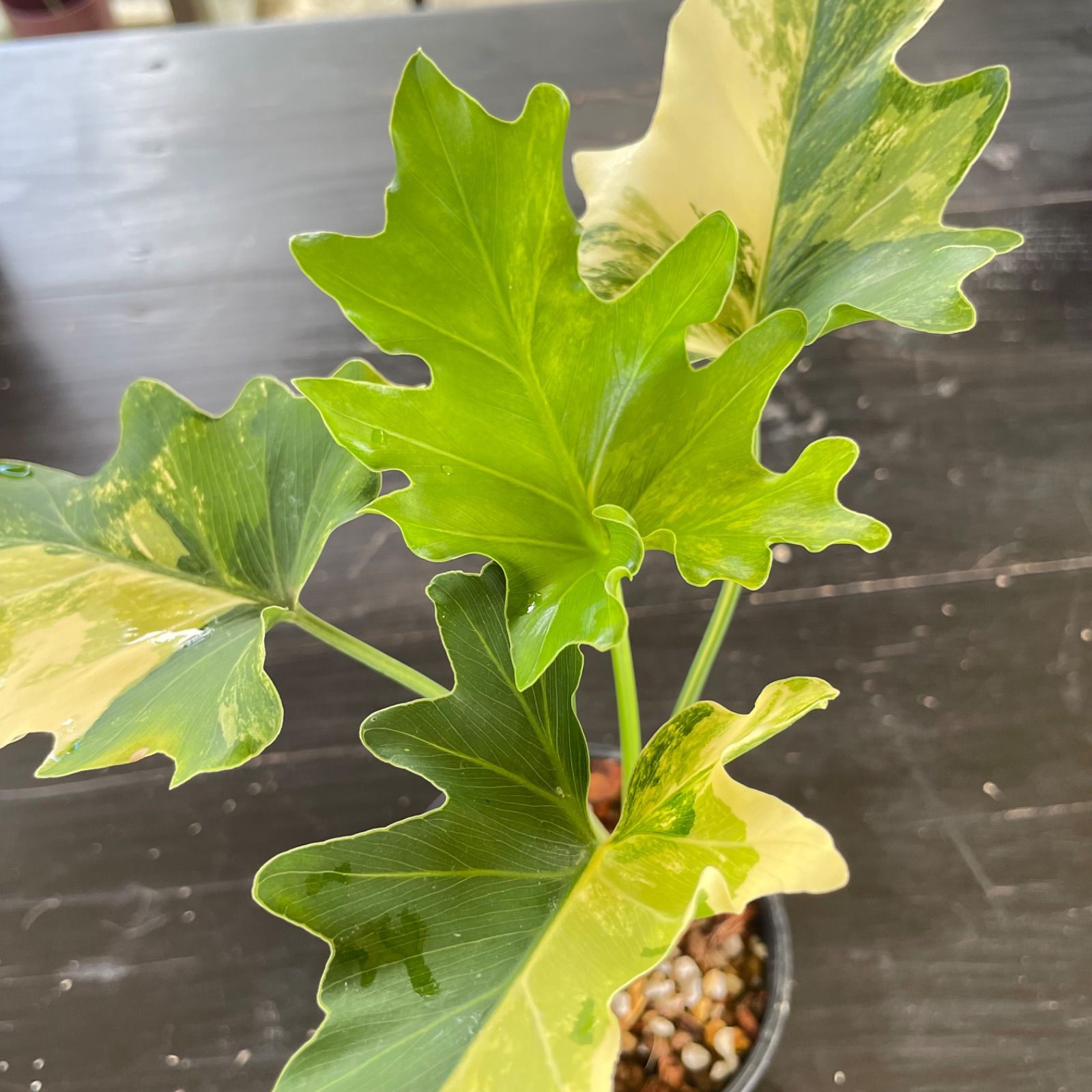 極斑】フィロデンドロン セローム 斑入り Philodendron Selloum