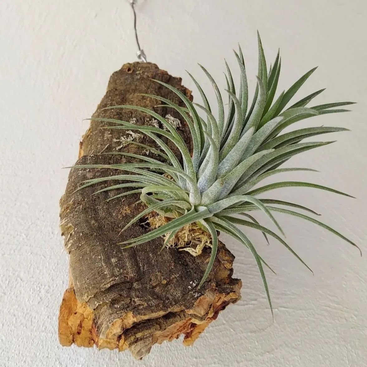 エアプランツ チランジア イオナンタ コルク 着生植物 インテリア 送料