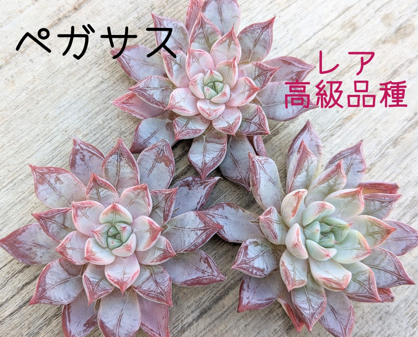 ペガサス 多肉植物 韓国苗 A94 - メルカリ