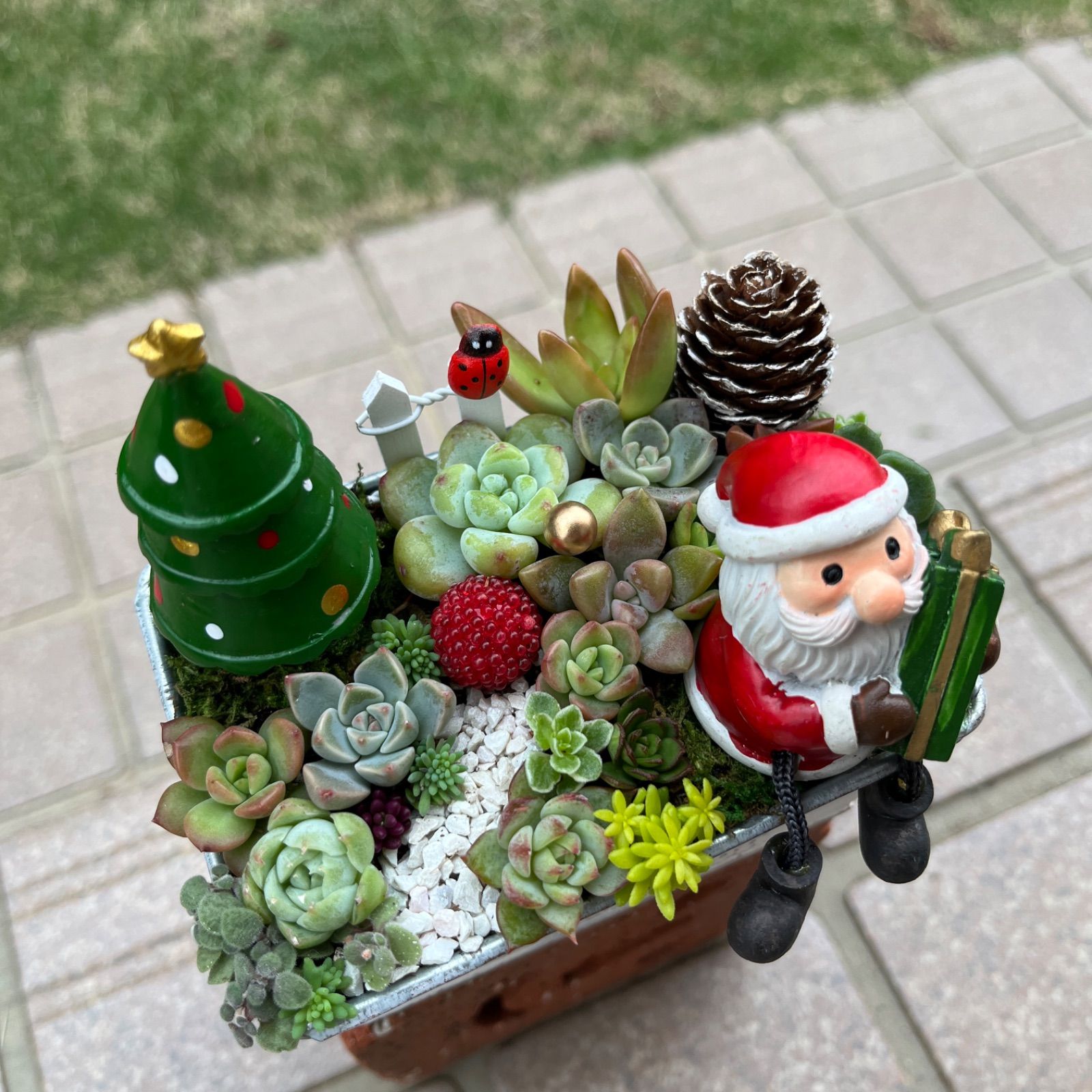♡そのまま飾れる♡クリスマス☆彡足ぶらサンタさんの可愛い多肉植物