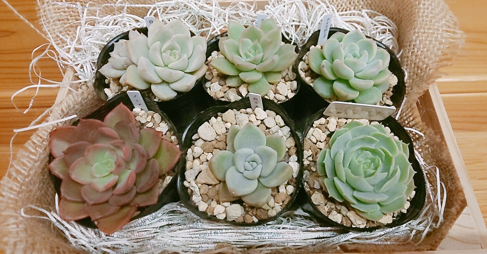 鉢·土付き]［メルカリらくらく便］🌵多肉植物 6種セット （バラ売り