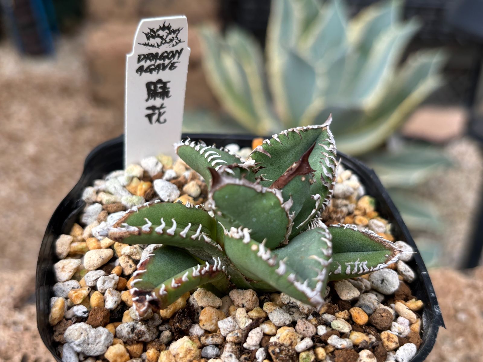 Dragon Agave産》アガベ チタノタ '麻花'（'麻花龍'）｜台湾アガベ、大
