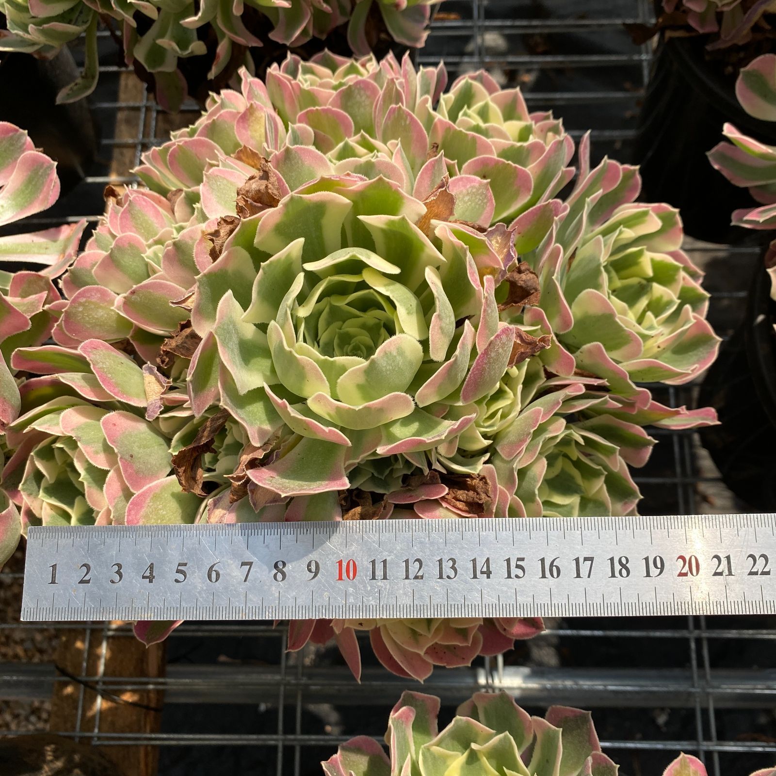 週末のみ出品** 多肉植物韓国苗りんごの花抜き苗10cm以上