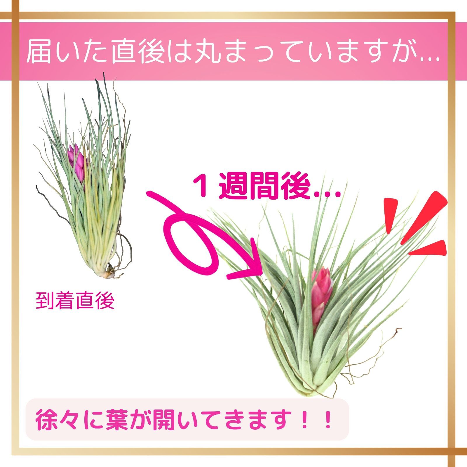 ☆花付き【コットンキャンディー】チランジア エアプランツ エアー