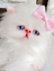 エキゾチックロングヘア子猫ちゃん♡アートドール♡ぬいぐるみ♡大きめ