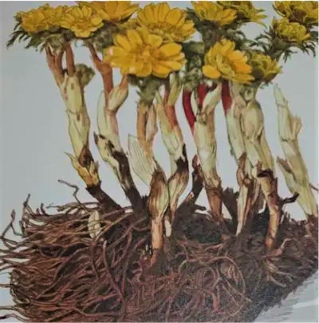 アートの深読み7・小磯良平の「薬用植物画譜」｜maskam
