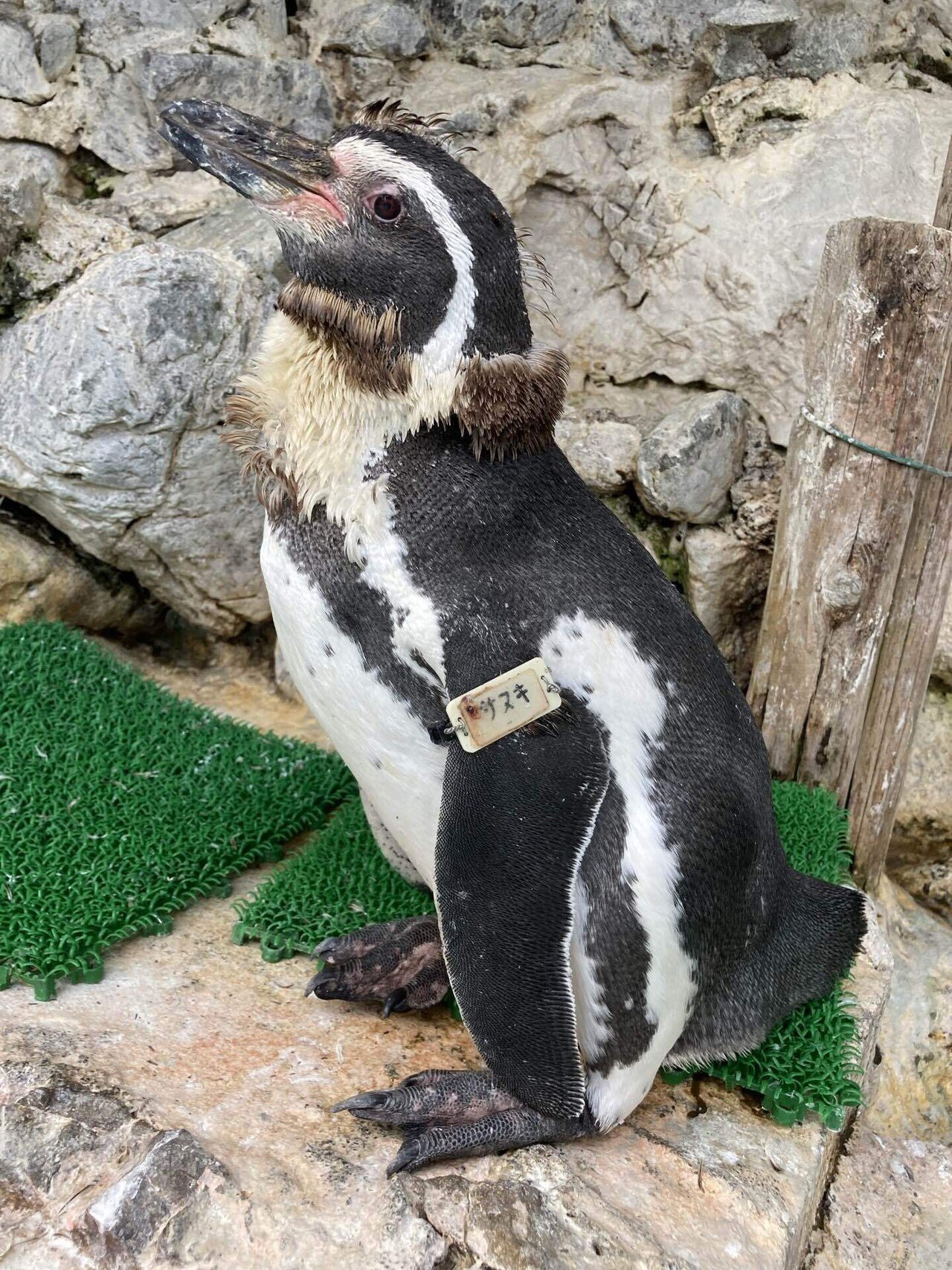 天国への旅立ち［フンボルトペンギン(サヌキ)］｜桂浜水族館 公式