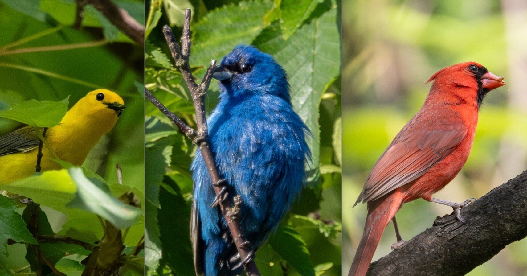 赤・青・黄」アメリカの原色の鳥たち｜GreenFielder
