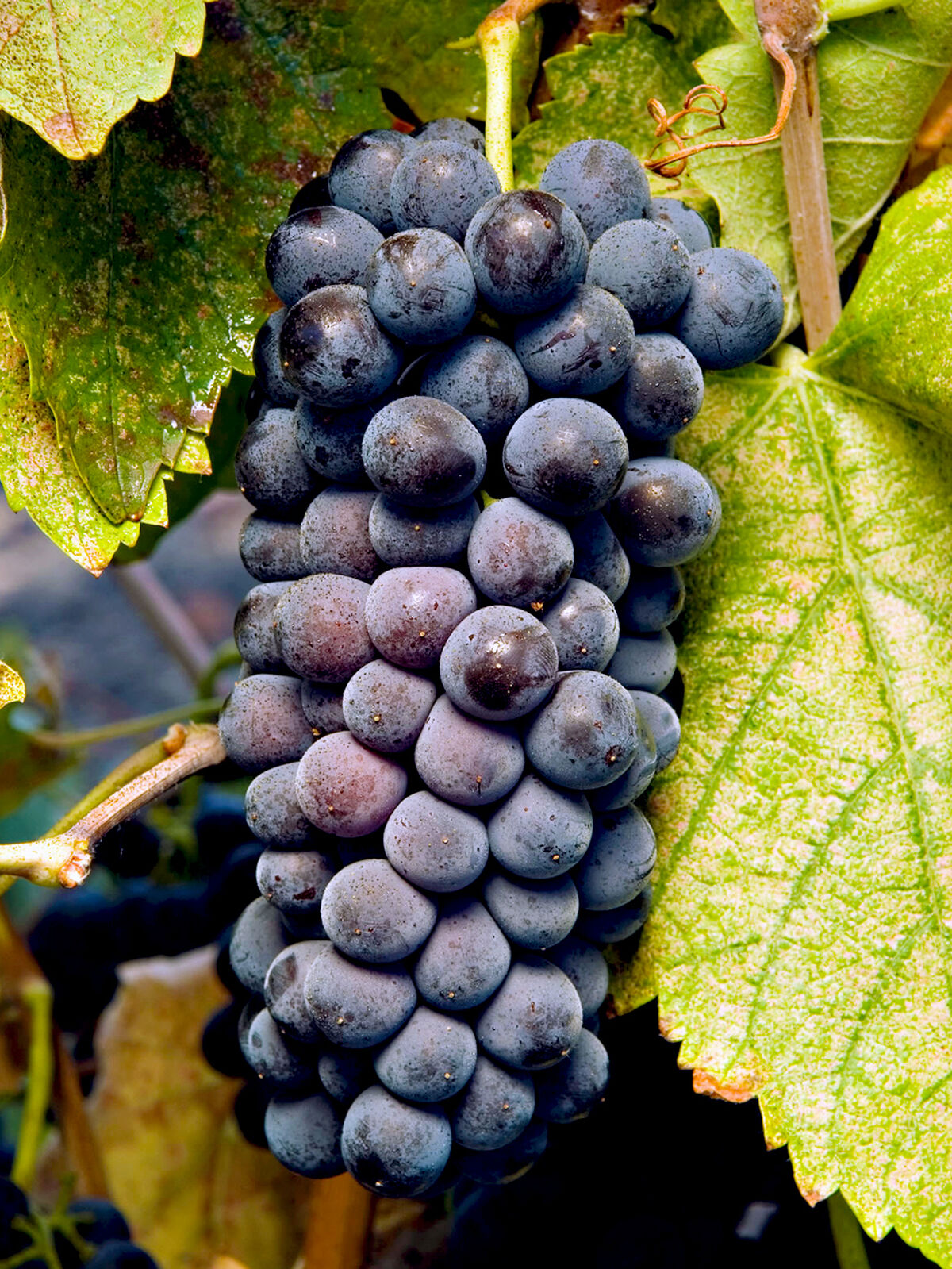 Grapes | Tablas Creek