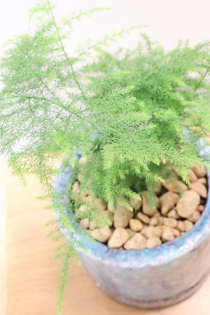 アスパラガス ナナスCB61250| 観葉植物の通信販売 | APEGO(アペーゴ)