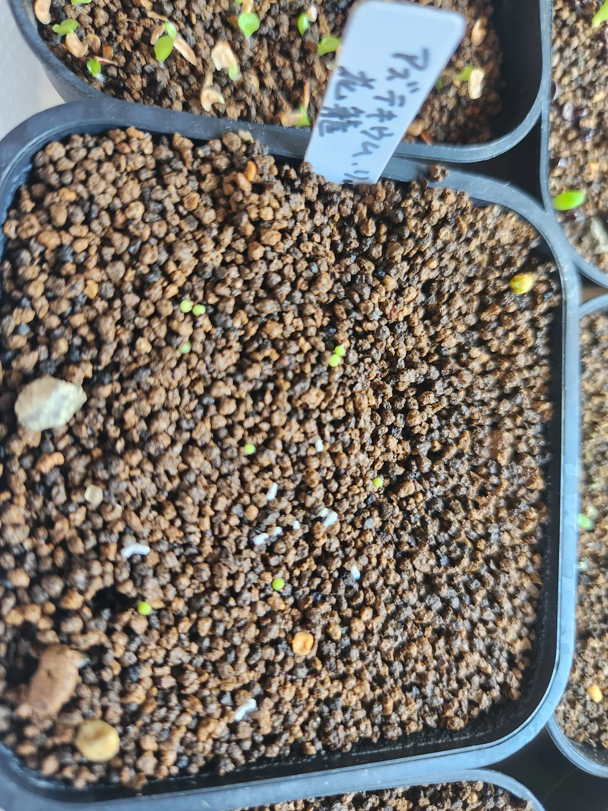 種子] アズテキウム 花籠 Aztekium ritteri | サボテン 珍奇植物 希少