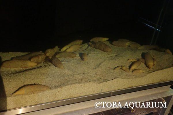 海のサボテン！ | 鳥羽水族館 飼育日記