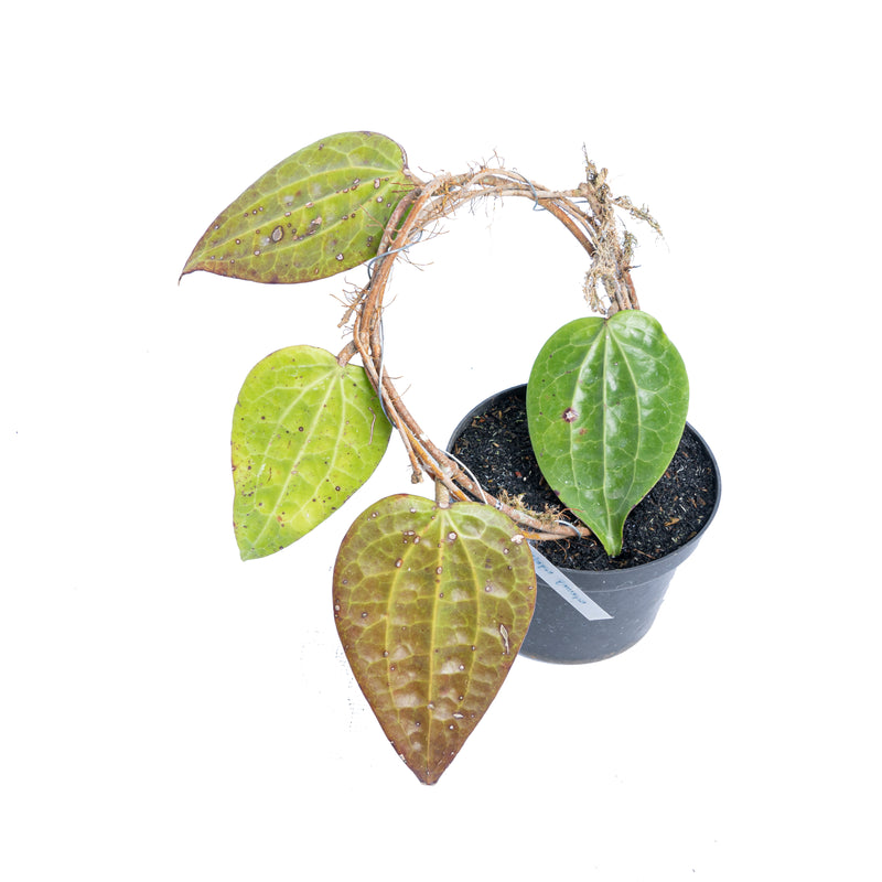 Hoya glabra Sp sumatera – Aroid Market