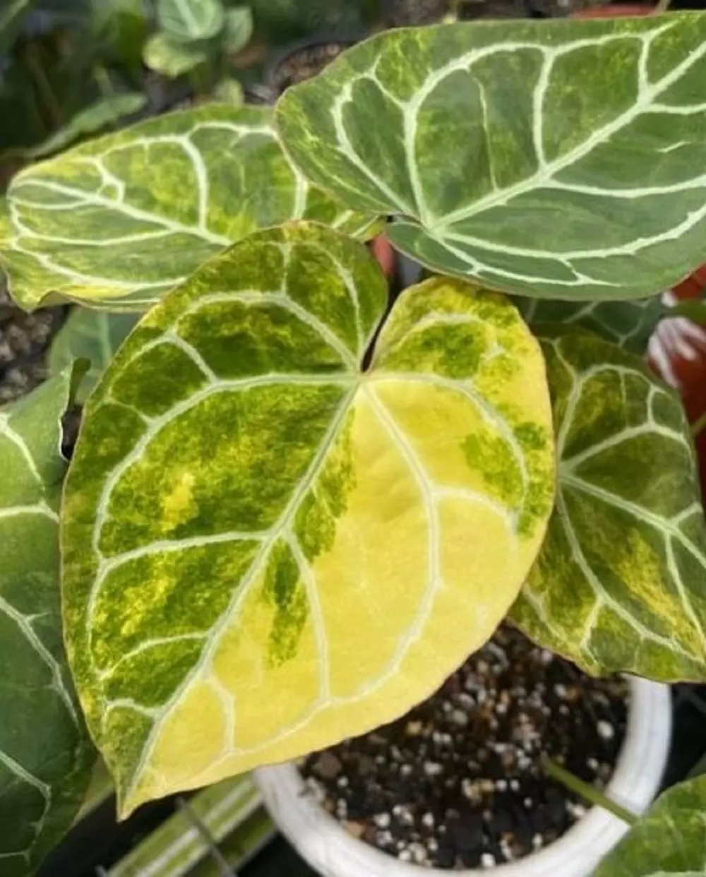 Anthurium Crystallinum Variegated - Aroid Nursery