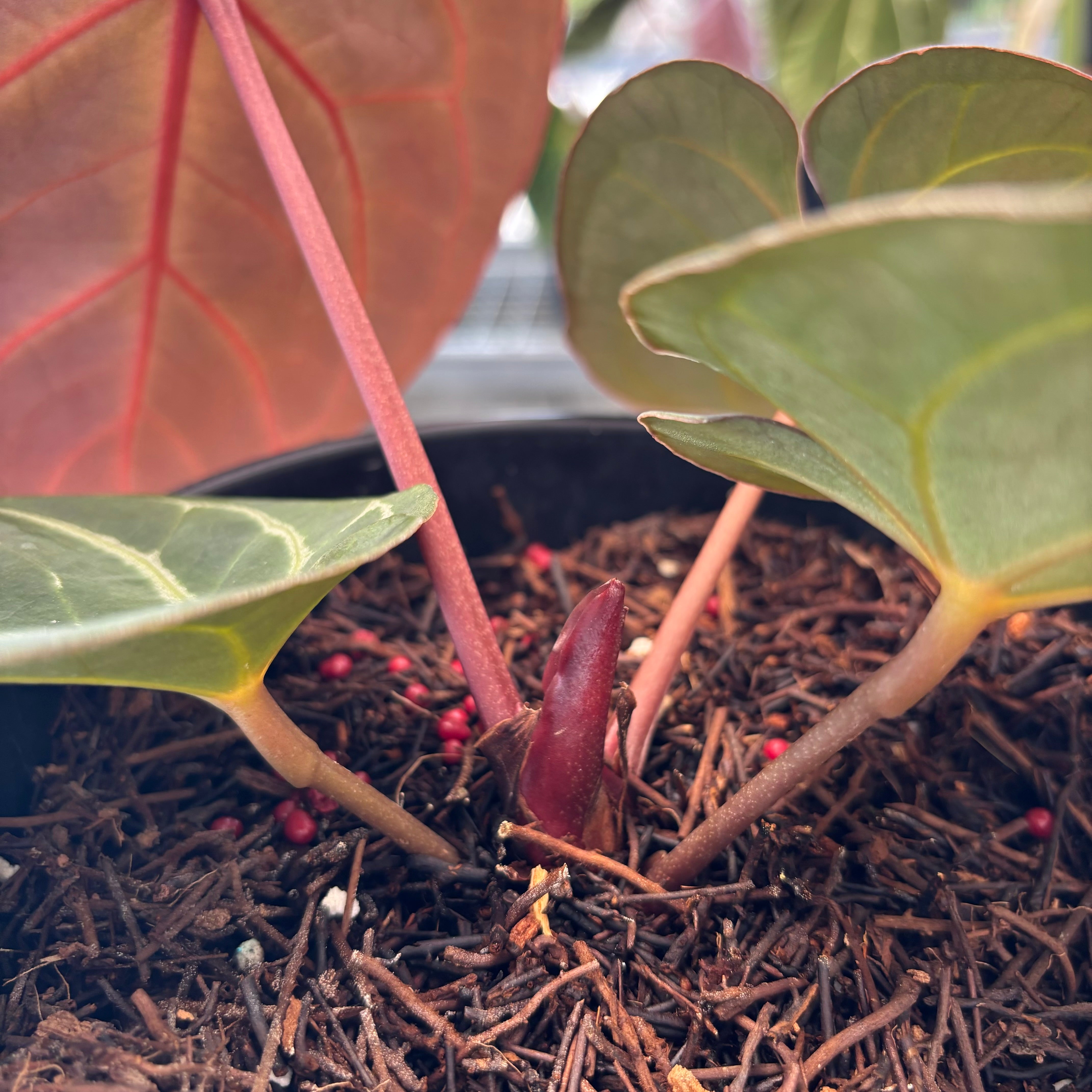 Anthurium King of Spades x Red Crystallinum — Aroidasia