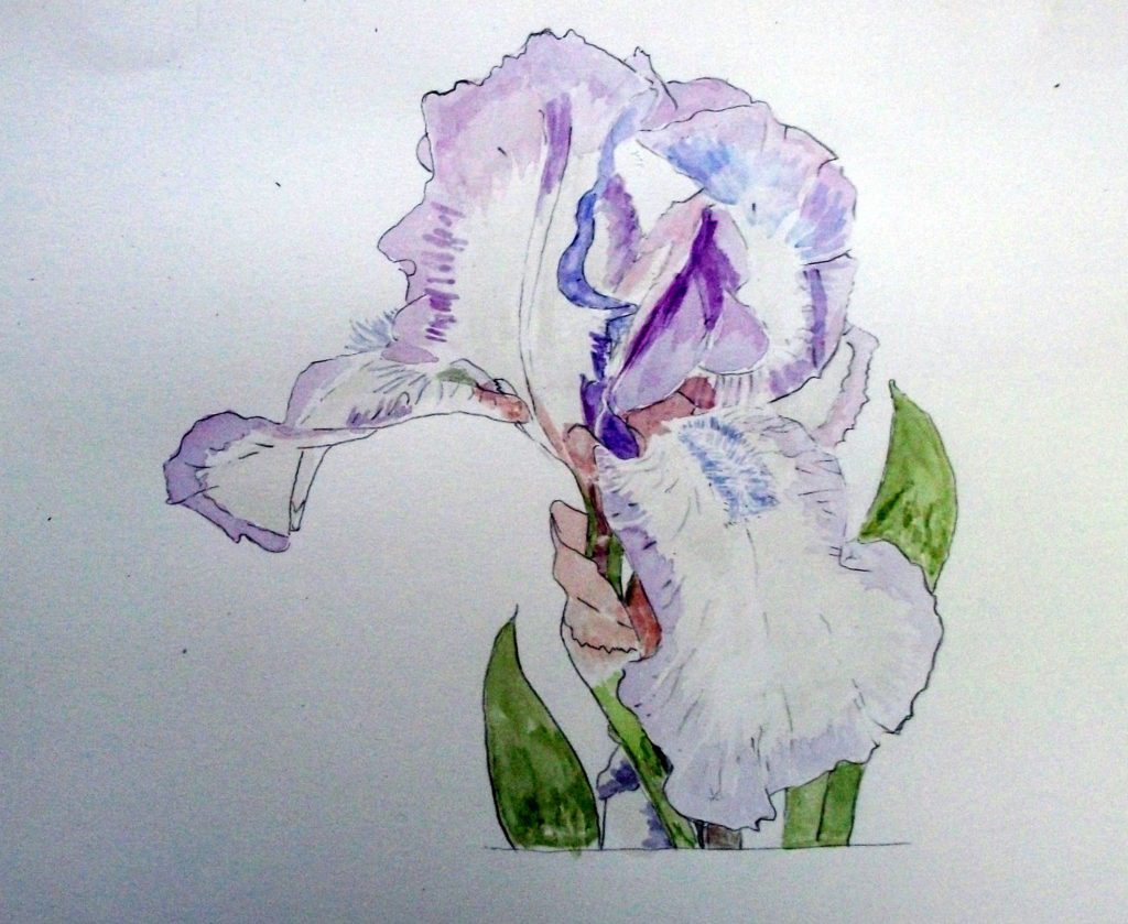 透明水彩でアイリスを描く方法 - 透明水彩で描く細密画 | Art JP