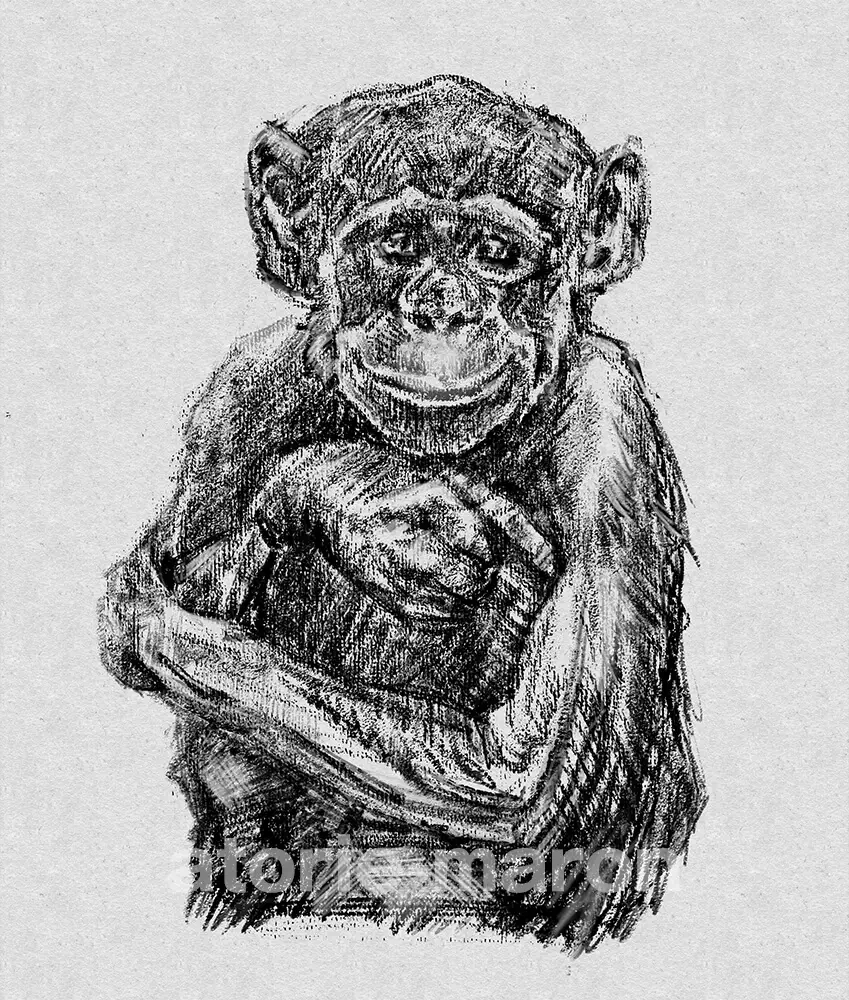 猿編｜動物の描き方（鉛筆デッサン）動画あり