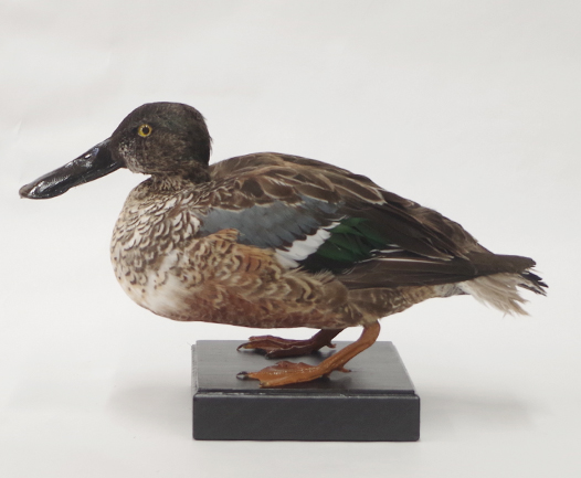 カモ | 鳥類 | 剥製の製作・直売・レンタル・修理なら剥製専門店