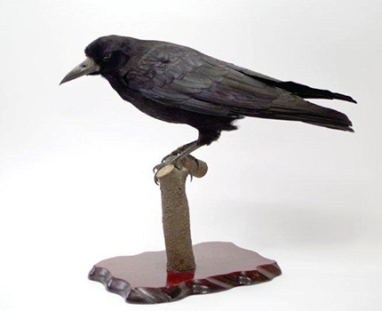 カラス | 鳥類 | 剥製の製作・直売・レンタル・修理なら剥製専門店