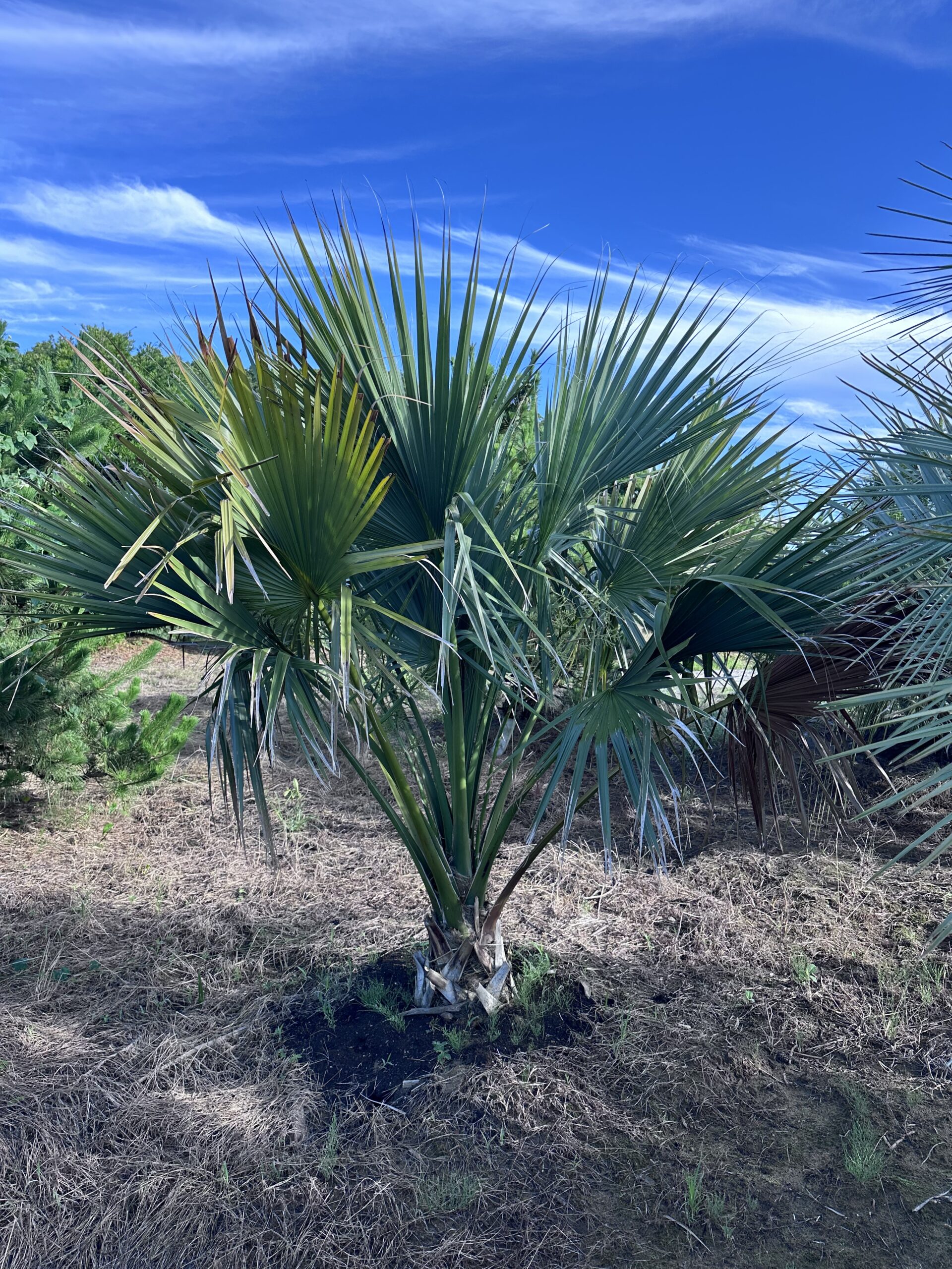 極上のサバルヤシ出荷🌴 - アツタガーデン