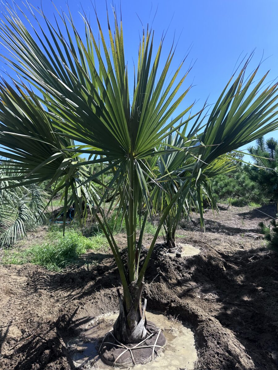極上のサバルヤシ出荷🌴 - アツタガーデン
