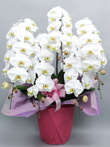 胡蝶蘭 5本立ち50輪 | 福岡の花屋 アヴァンローブの通販サイト