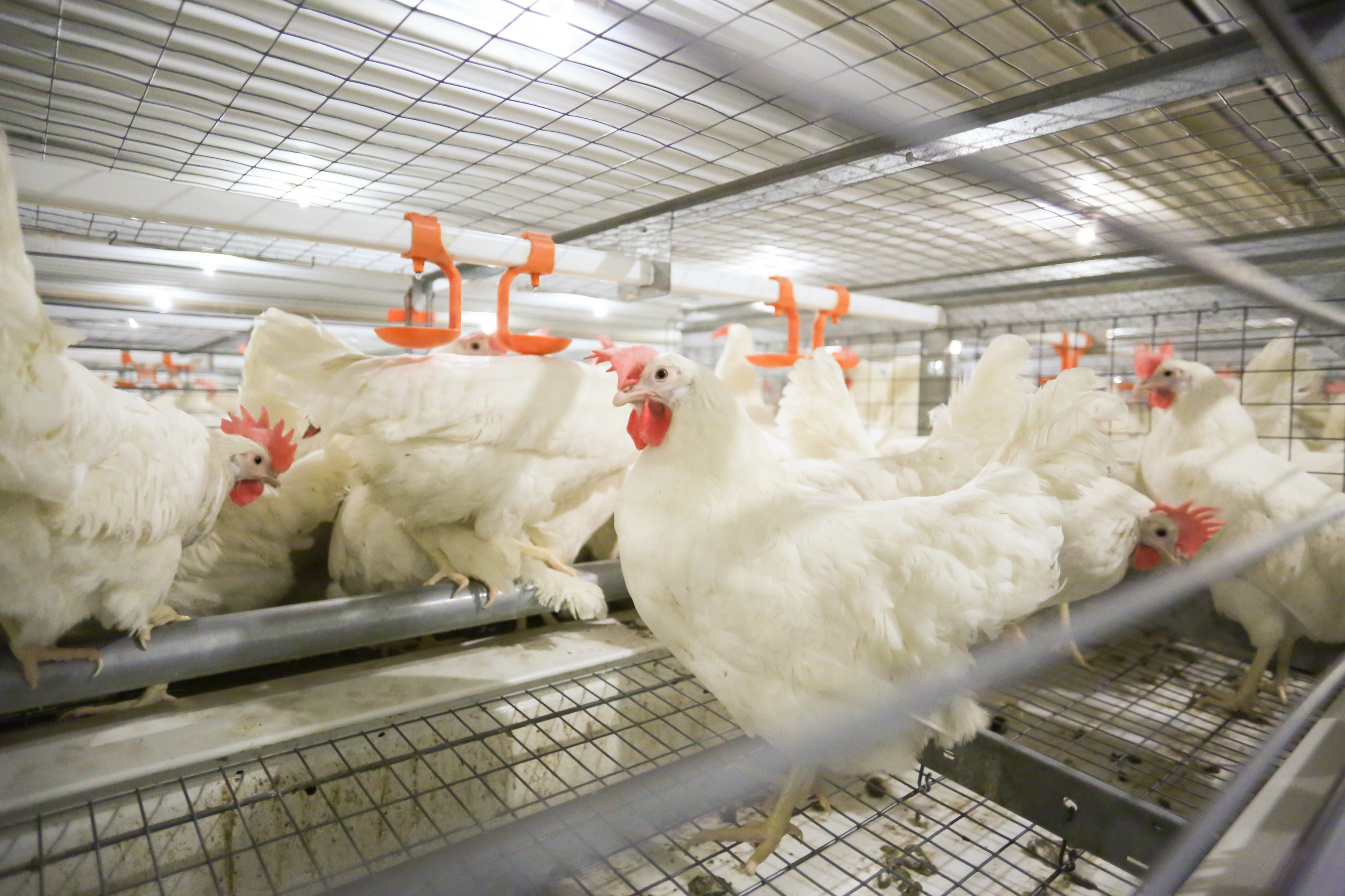 Enriched Colony Housing | AVECH® III | Poultry Housing