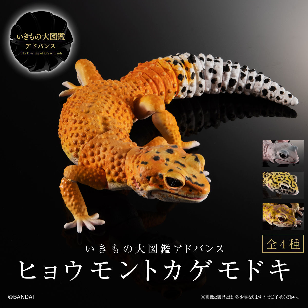 いきもの大図鑑アドバンス ヒョウモントカゲモドキ【2次：2021年9月