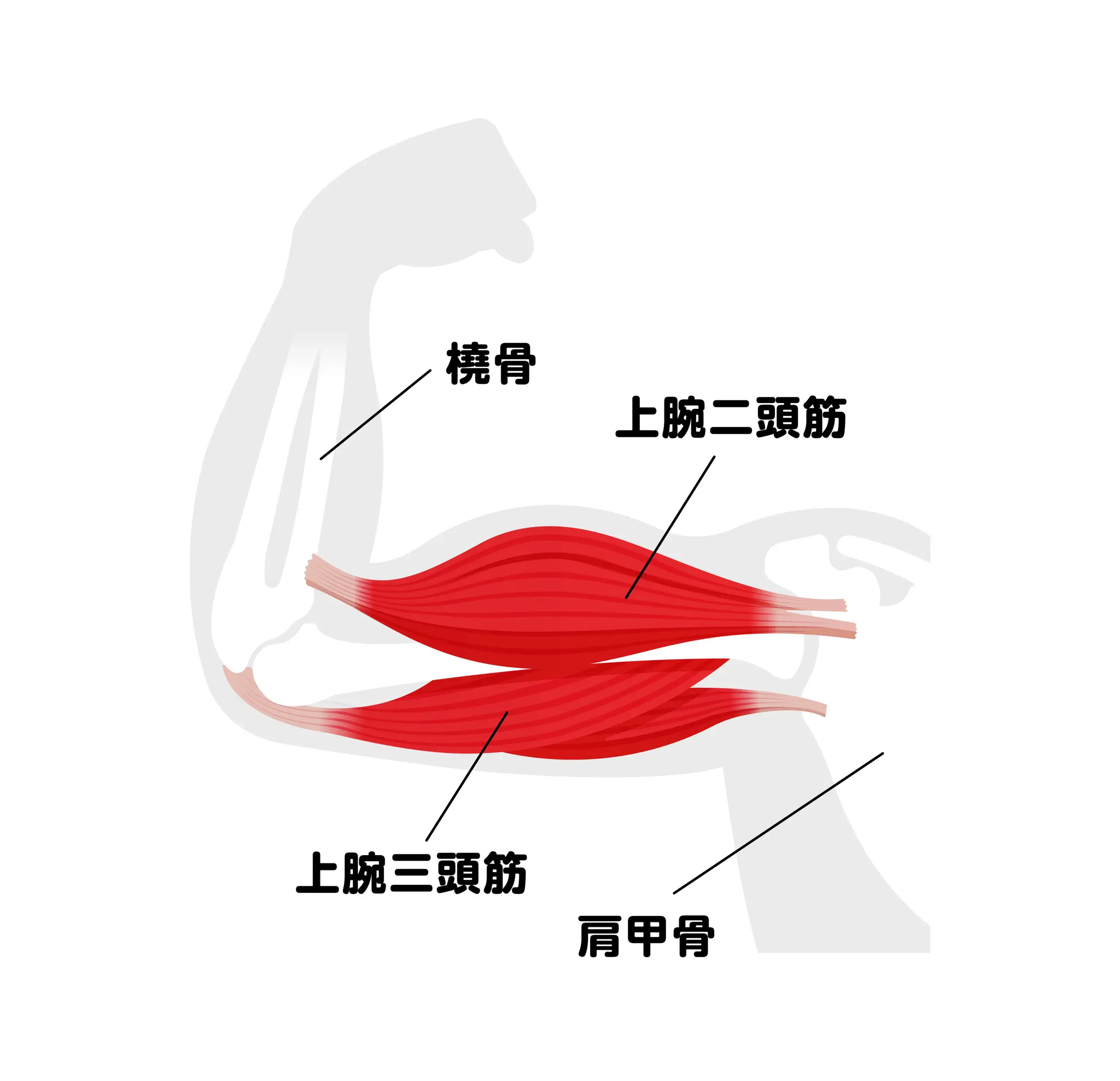 上腕二頭筋 (Biceps Brachii)とは | 連動性療法のBACK AGING（バック