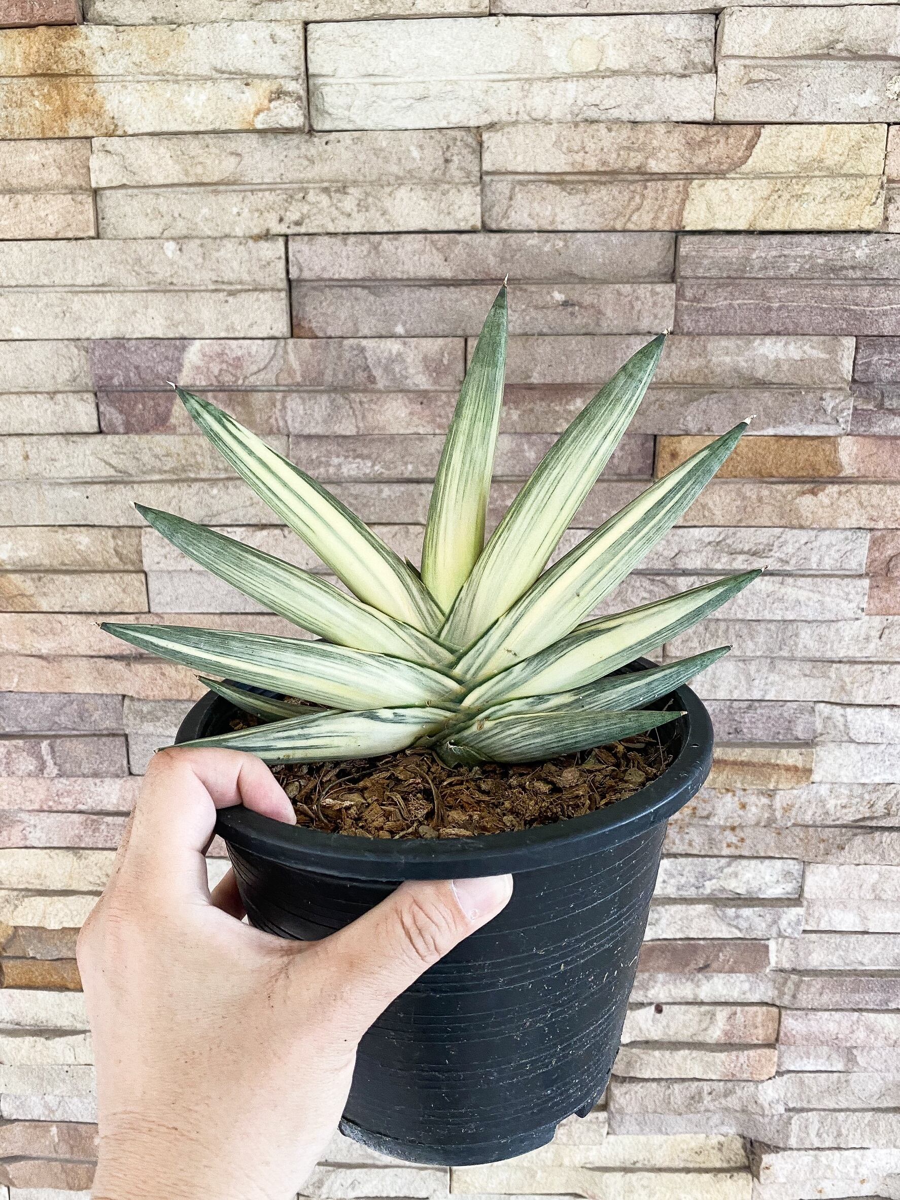 Sansevieria boncellensis Snow White【artPLANTs】サンスベリア
