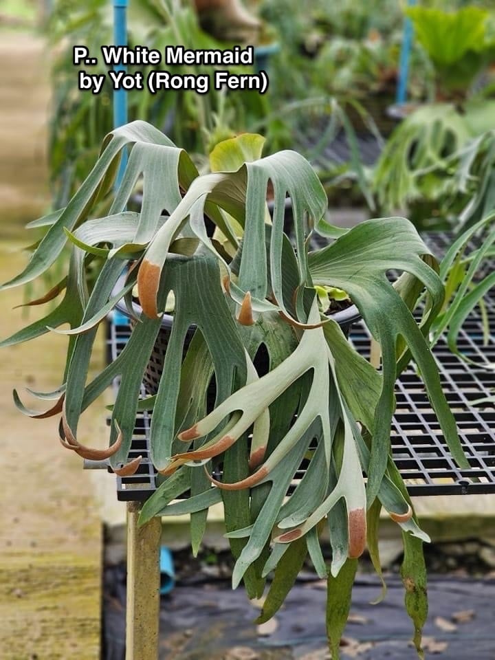 受注発注リスト】 P. hillii White Mermaid 【artPLANTs/PLANTS GARAGE