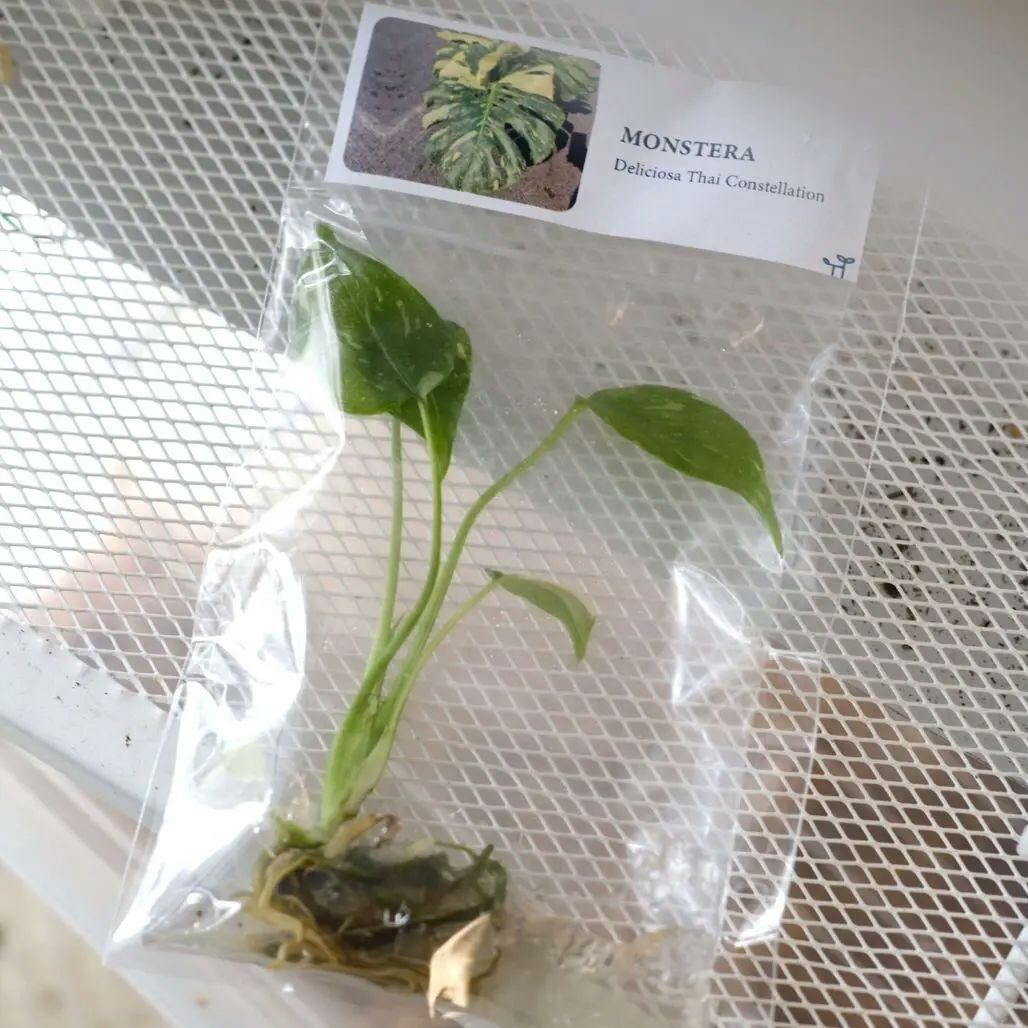 観葉植物の