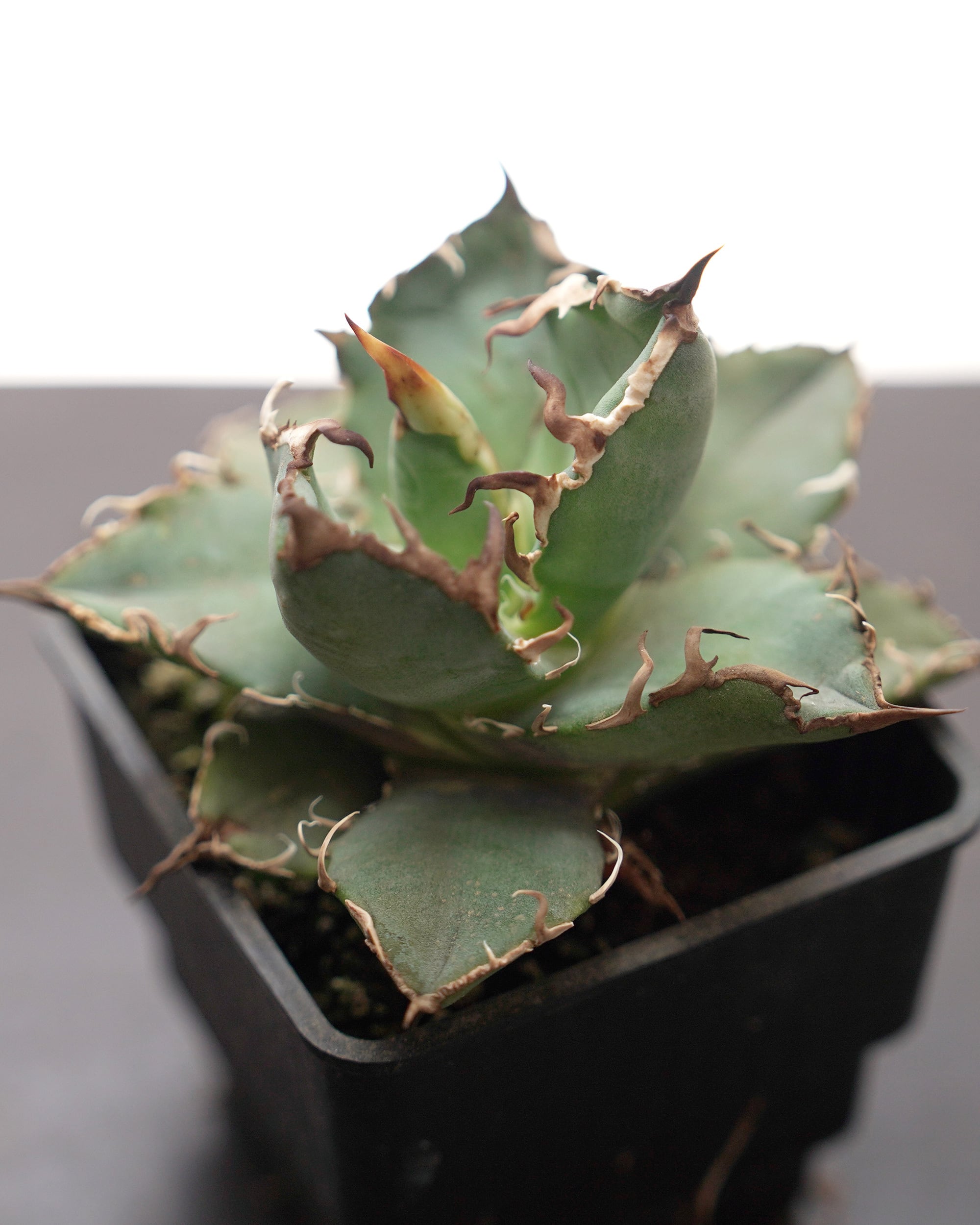 PREMIUM】 抜き苗 スーパーシーザー Agave titanota 'Super Caesar