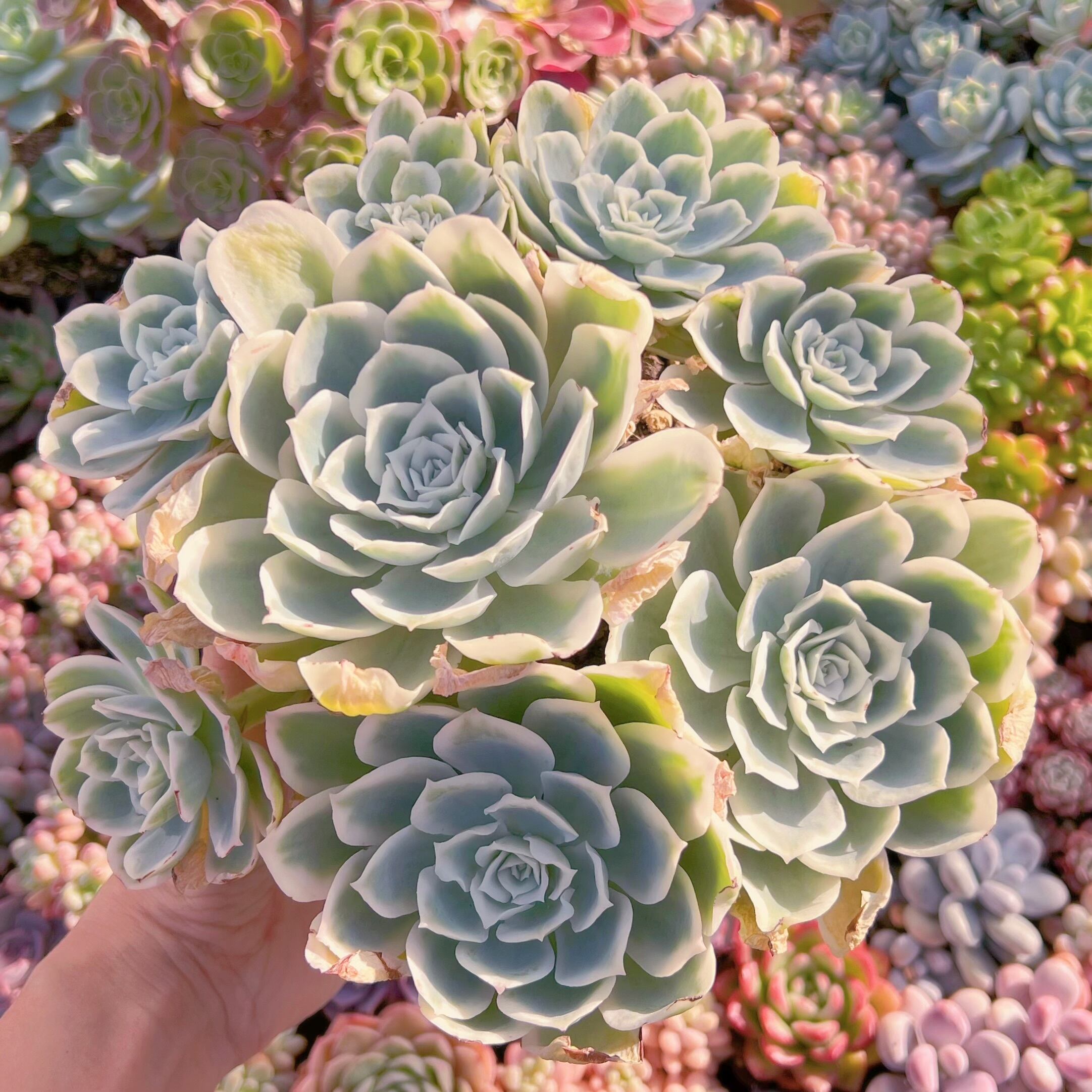 現品 レモンローズ錦#555 新入荷 るる農園 | るる農園~多肉植物専門