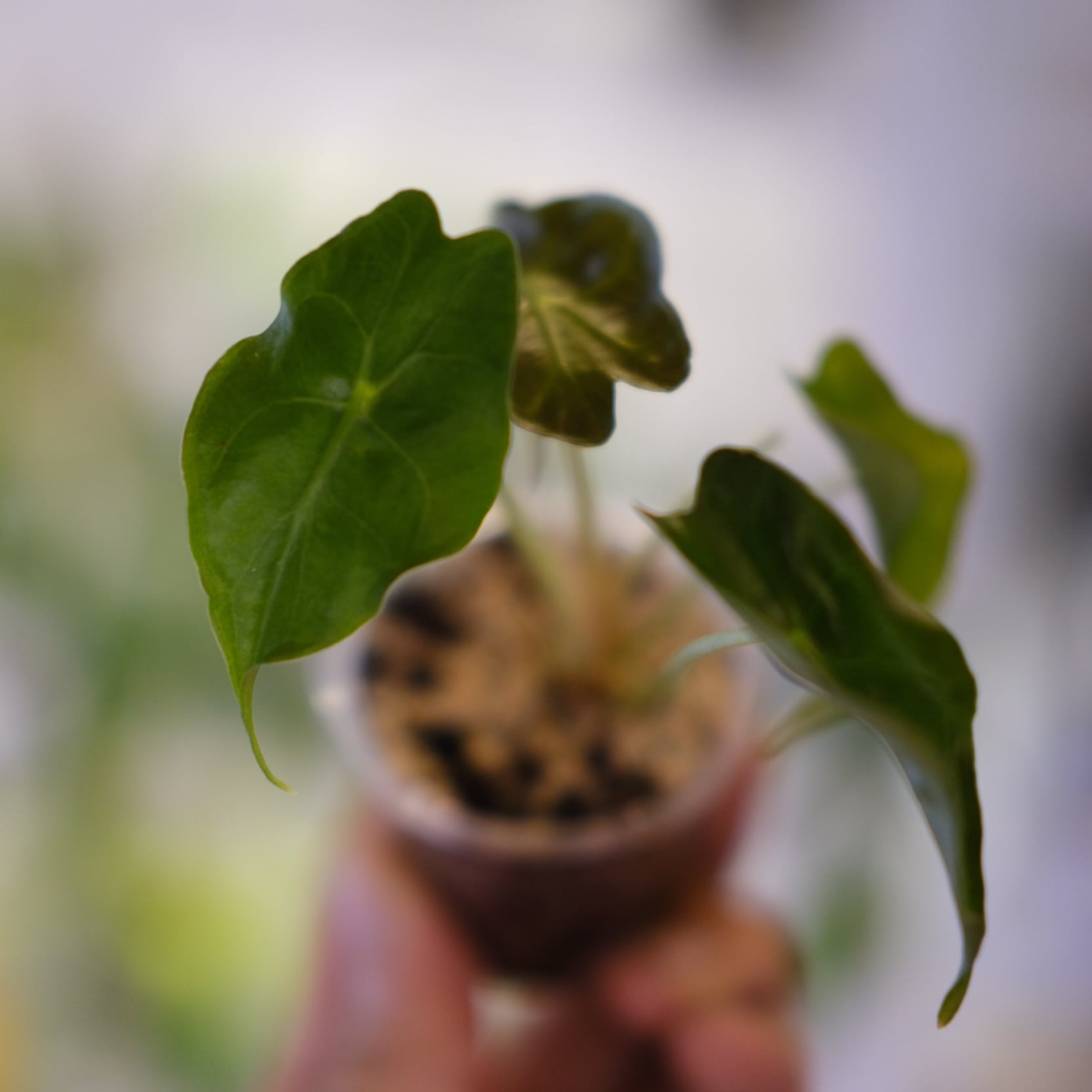 Alocasia 'Venom' / アロカシア・ヴェノム② | tokyoplants / 観葉植物