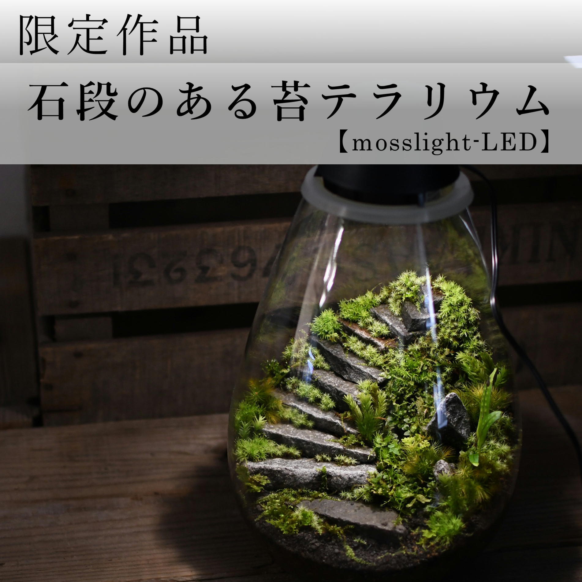 オーダー参考】石段のある苔テラリウム mosslight-LED | 苔テラリウム