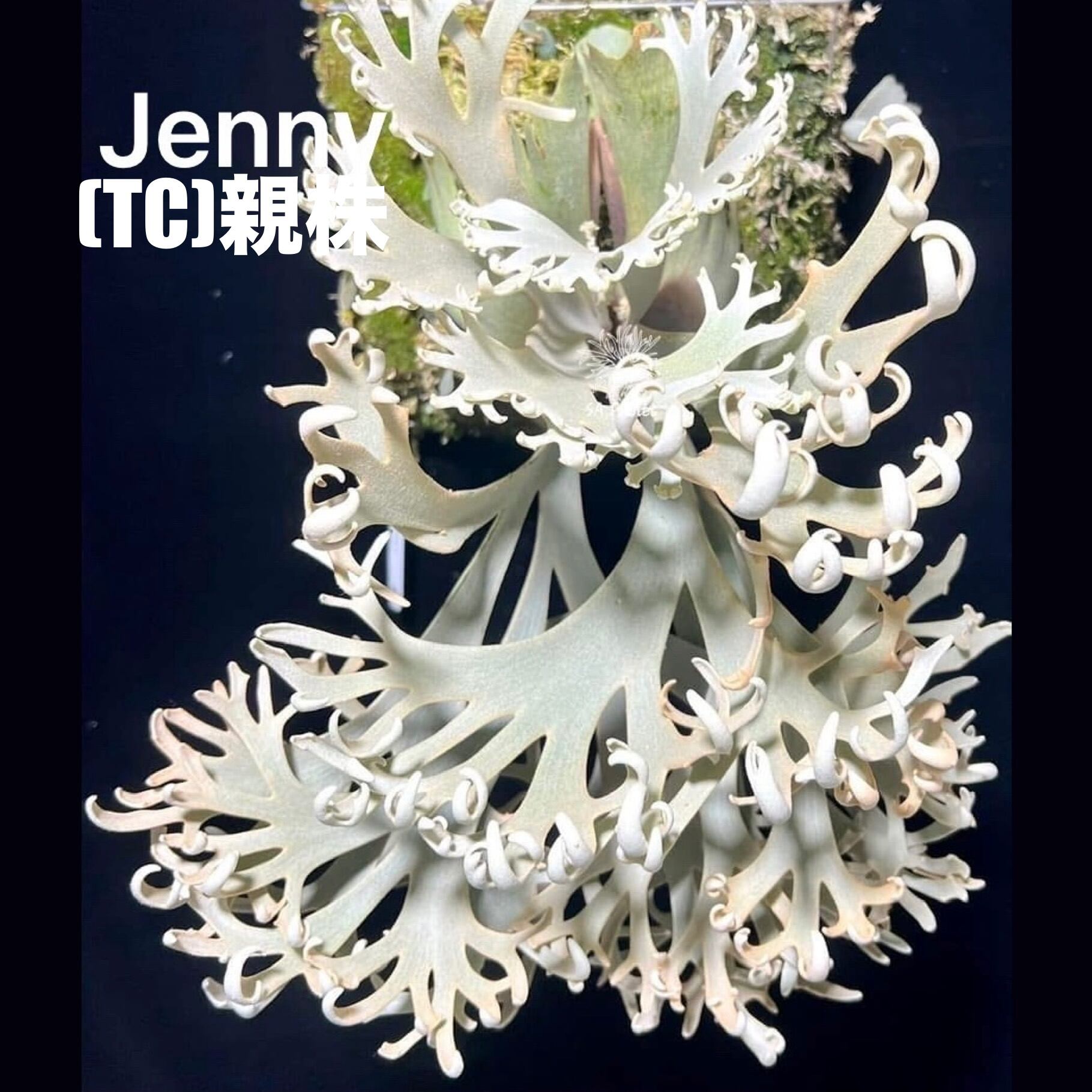 ビカクシダ jenny spore 値下げしました クリアランス】ビカクシダ
