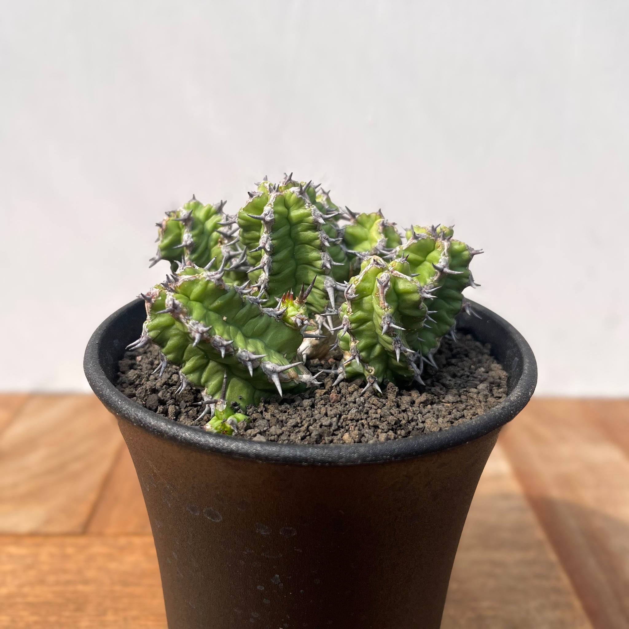 Euphorbia mitriformis【ユーフォルビア・ミトリフォルミス】 | RIMO'S