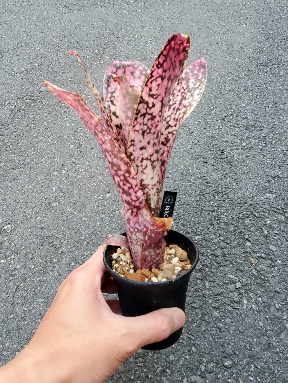 Billbergia Carino 【artPLANTs】ビルベルギア/Billbergia/タンク
