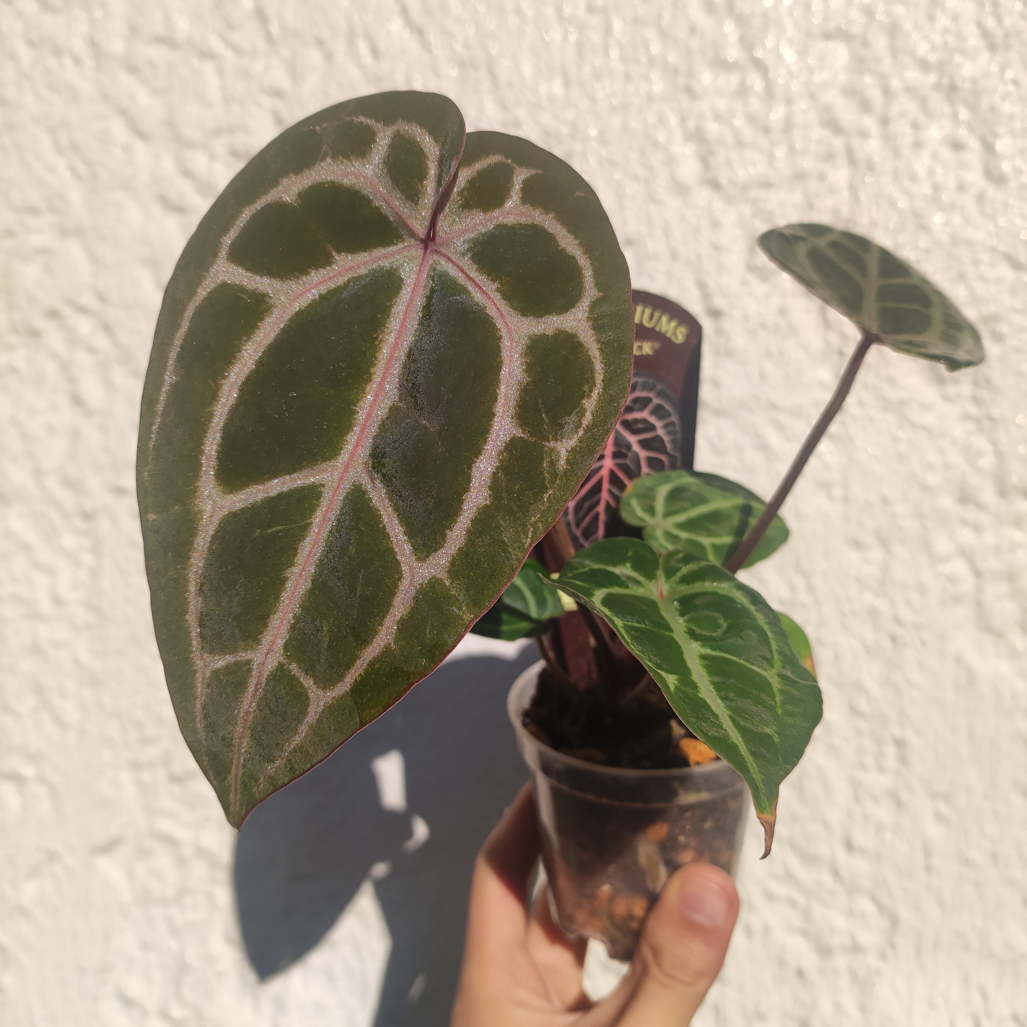 希少】Anthurium 'Michelle' / アンスリウム・ミシェル② / 観葉植物