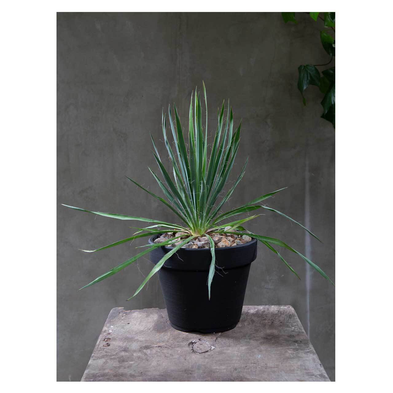 Yucca filamentosa | Seeding