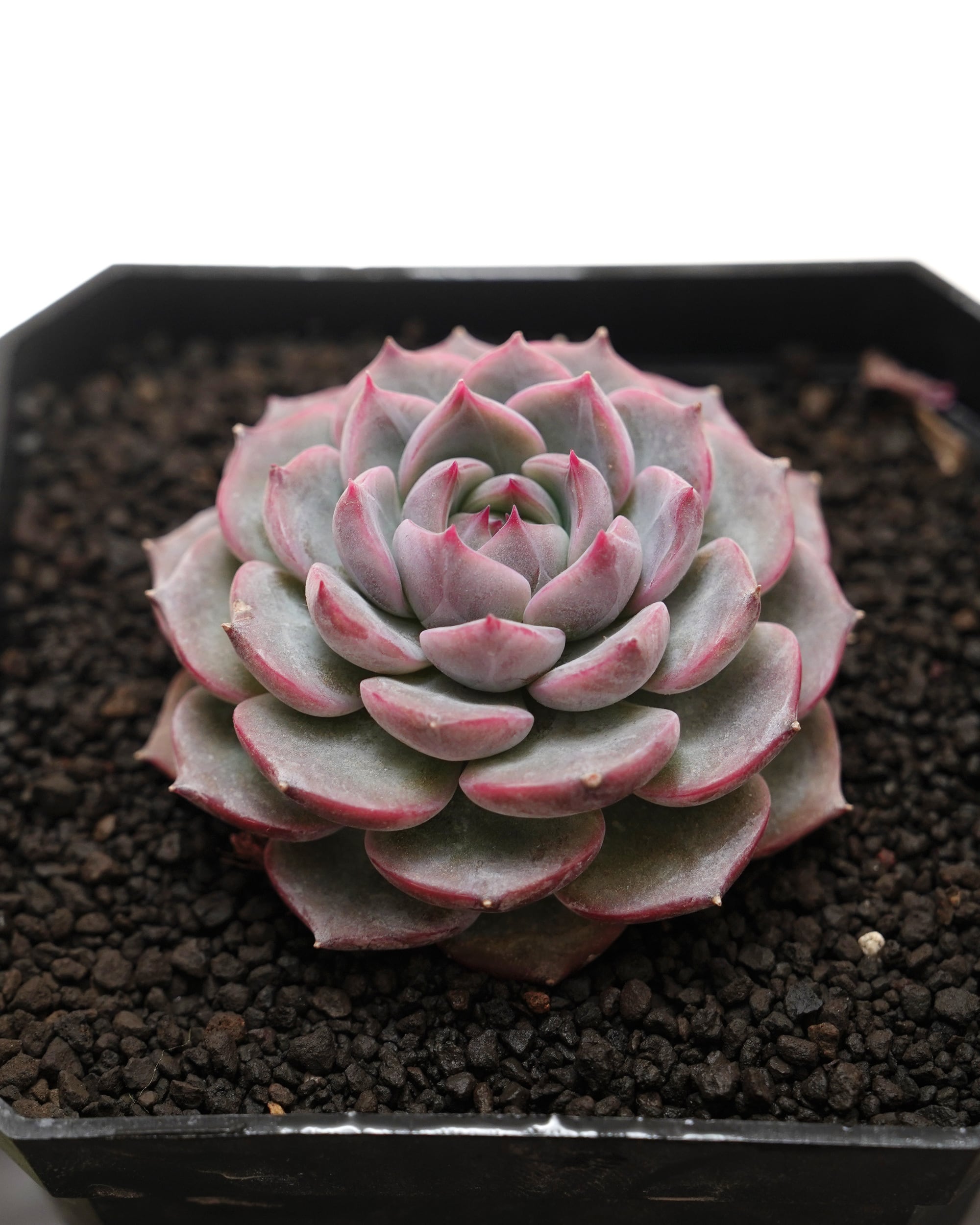 レア種・新品種 | PUKUBOOK SUCCULENTS