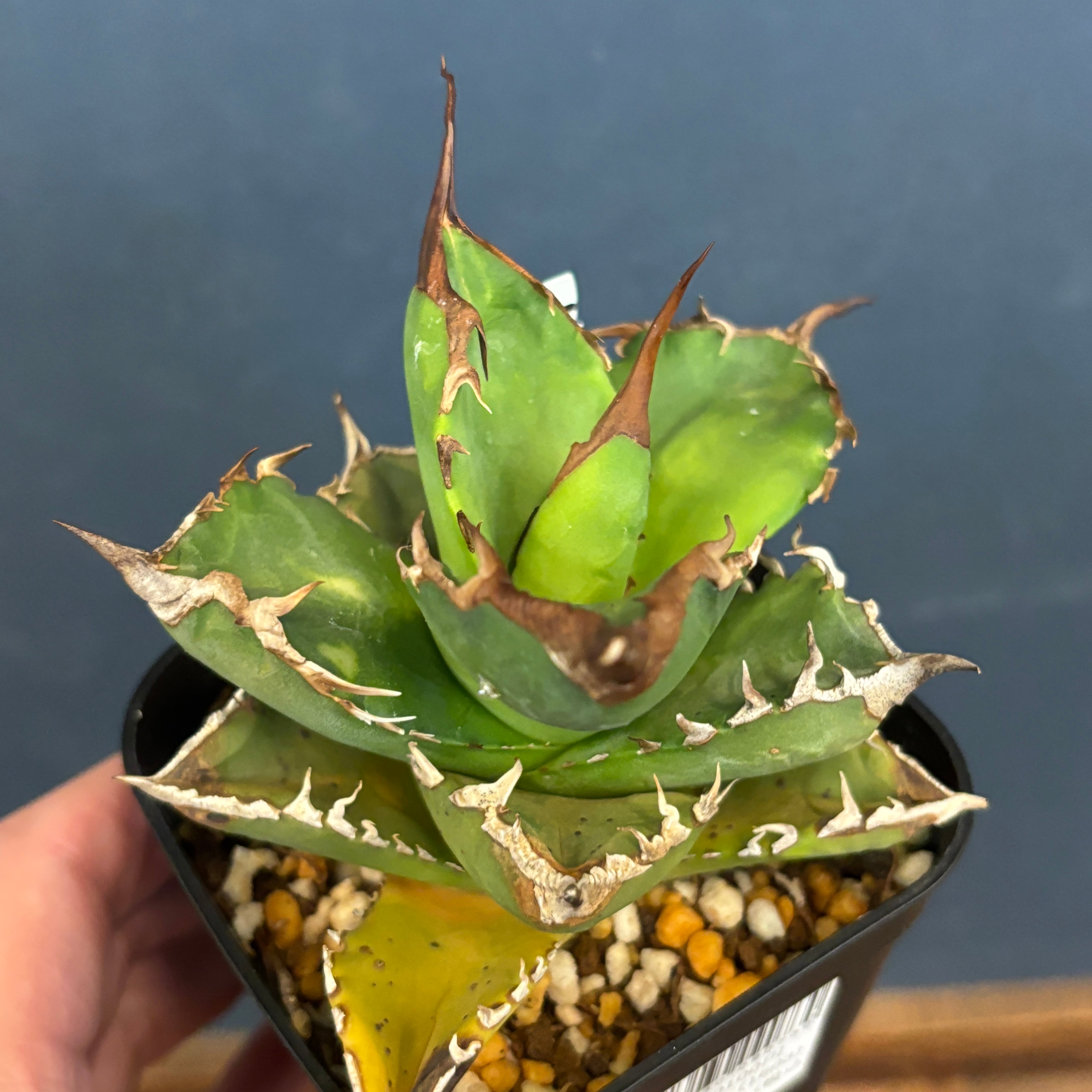多肉植物 硫黄団扇 狂刺シリーズ 多肉植物 硫黄団扇 狂刺シリーズ