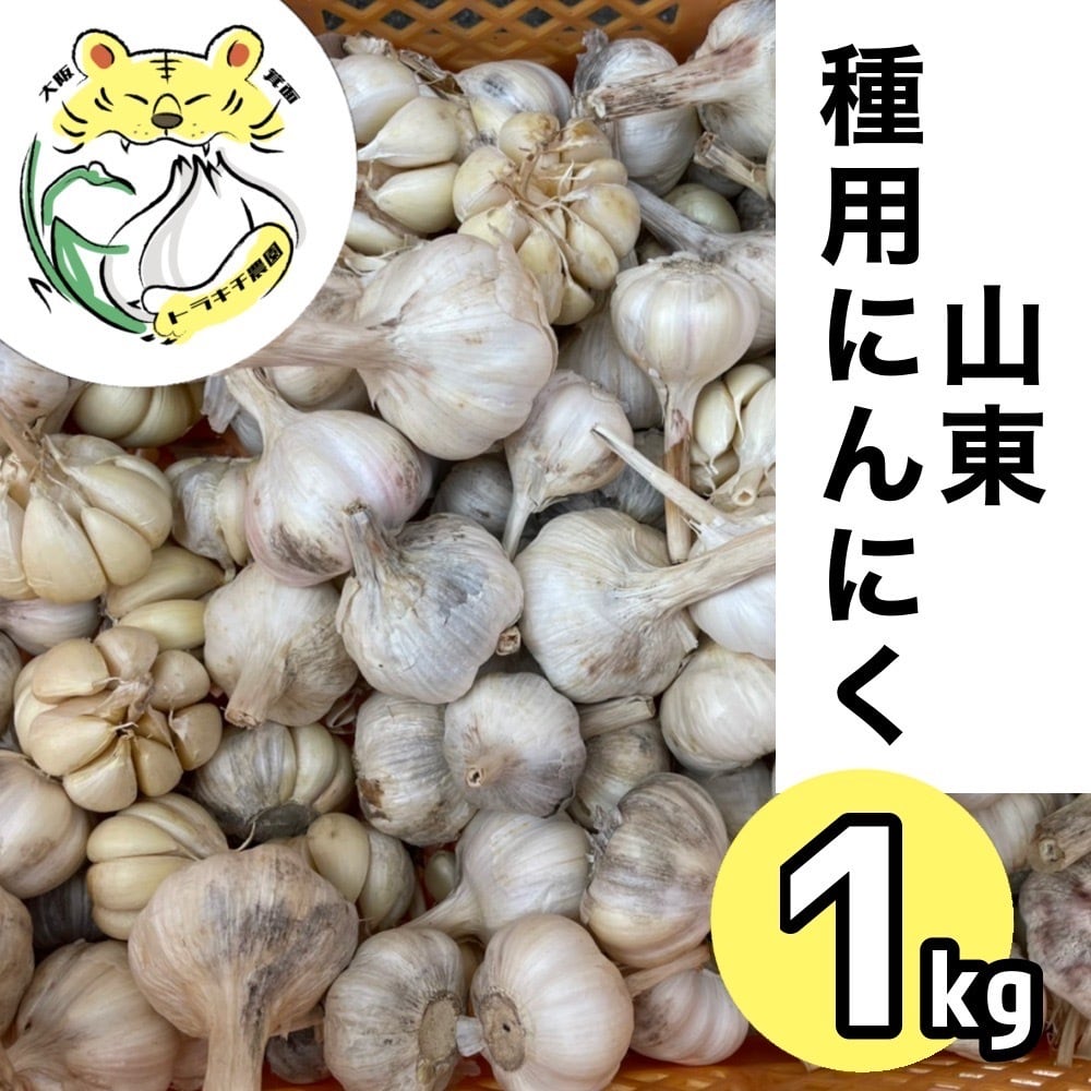 種用にんにく】 山東にんにく 2025年秋植え付け分 M～Lサイズ混合