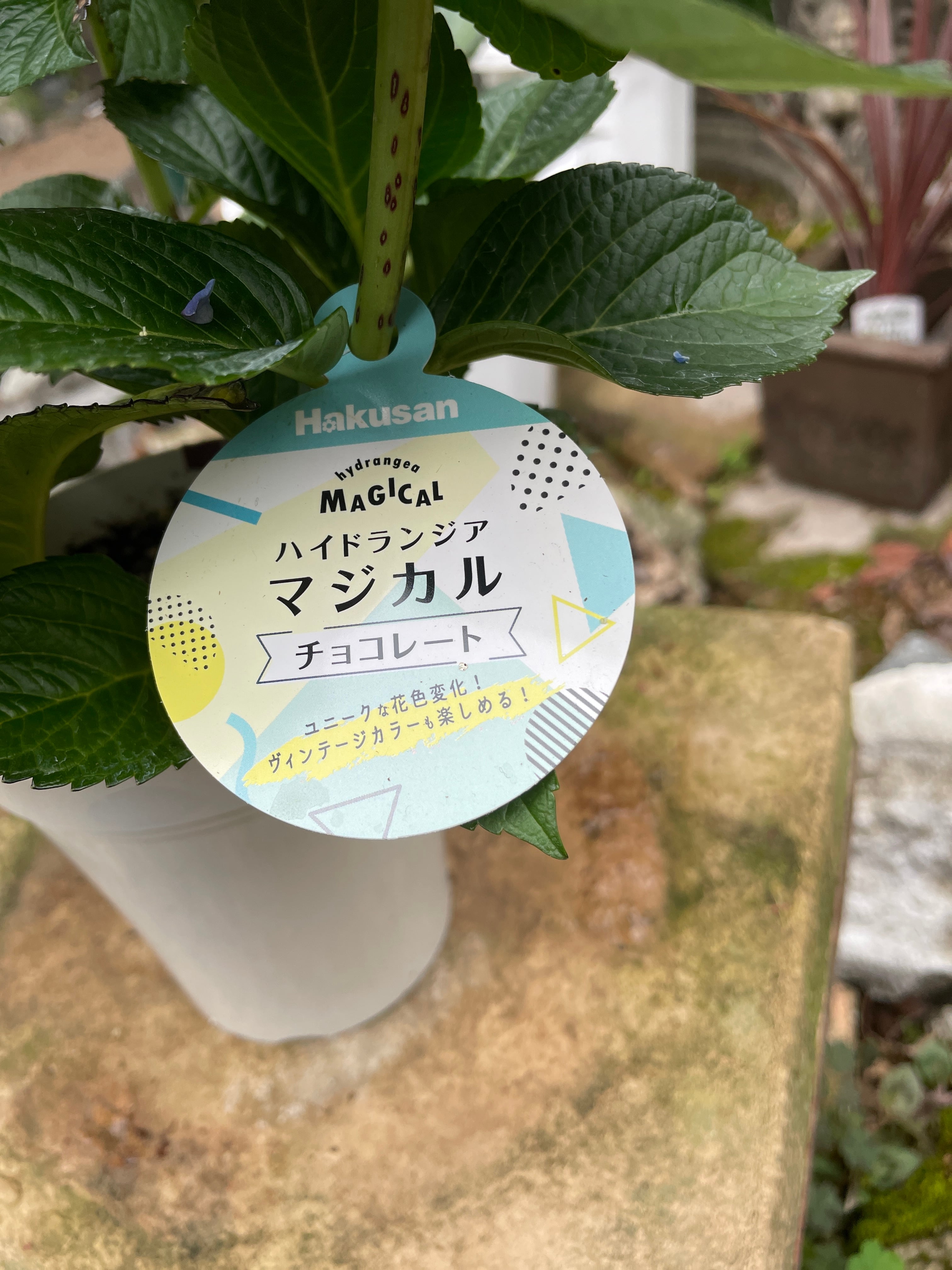 アジサイ マジカルチョコレート○4号 希少 良苗 紫陽花 マジカル