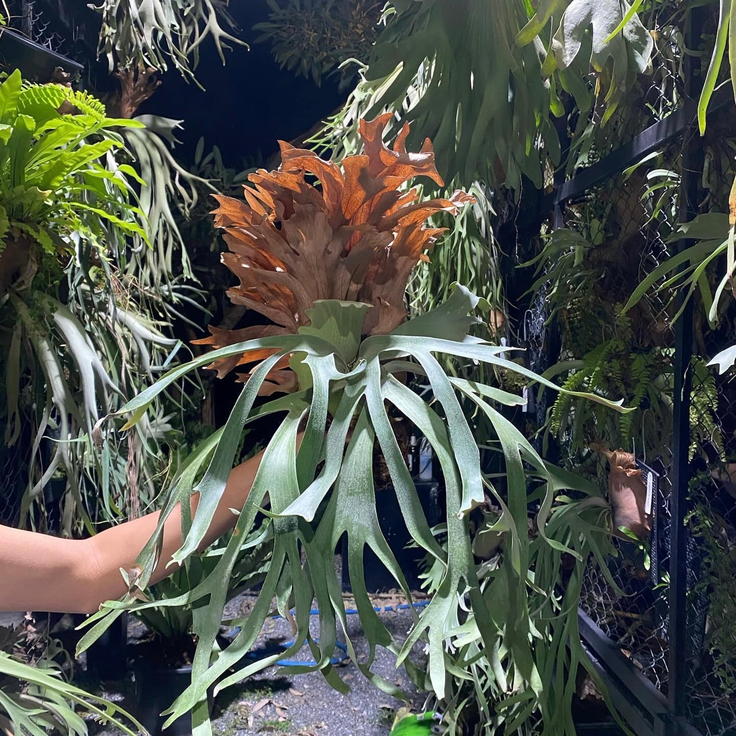P. willinckii cv. Sombrero (pup) | naturefix